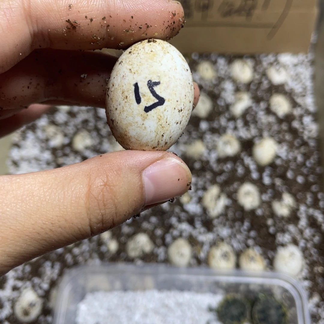 【闪购商品】火焰龟蛋