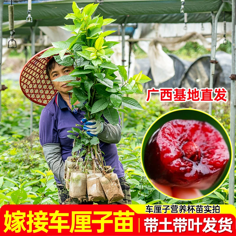 【直播专享】嫁接车厘子营养杯南北方种植营养杯苗盆栽地栽阳台庭院