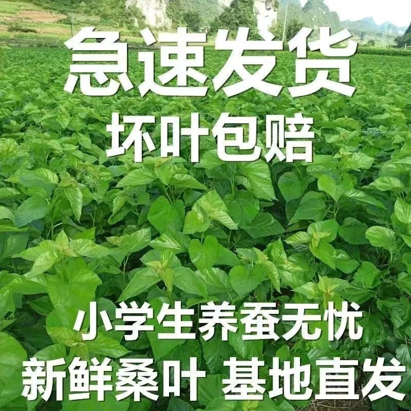 四川新鲜桑叶蚕宝宝活体蚕卵桑蚕鲜桑叶桑蚕学生喂养蚕蚕叶嫩桑叶