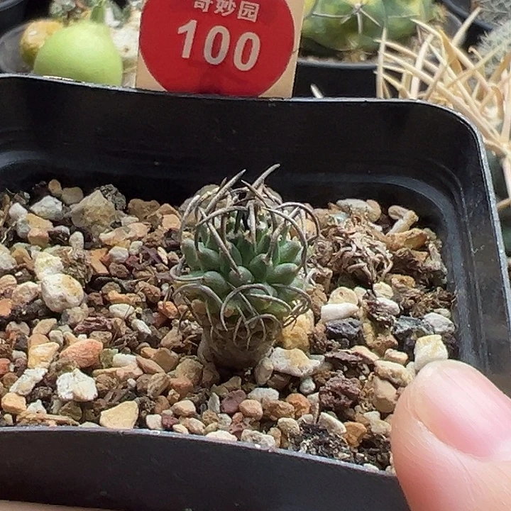 实生碳刺升龙丸娇丽1.6cm