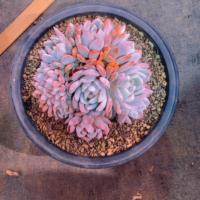 【闪购商品】品*111111111