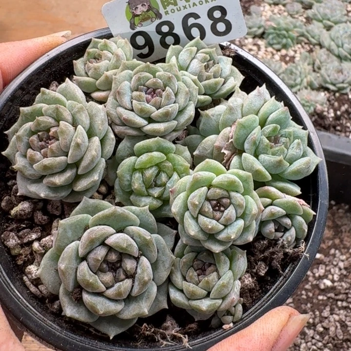 当前无花朵，栽培后可花朵多肉植物多肉植物