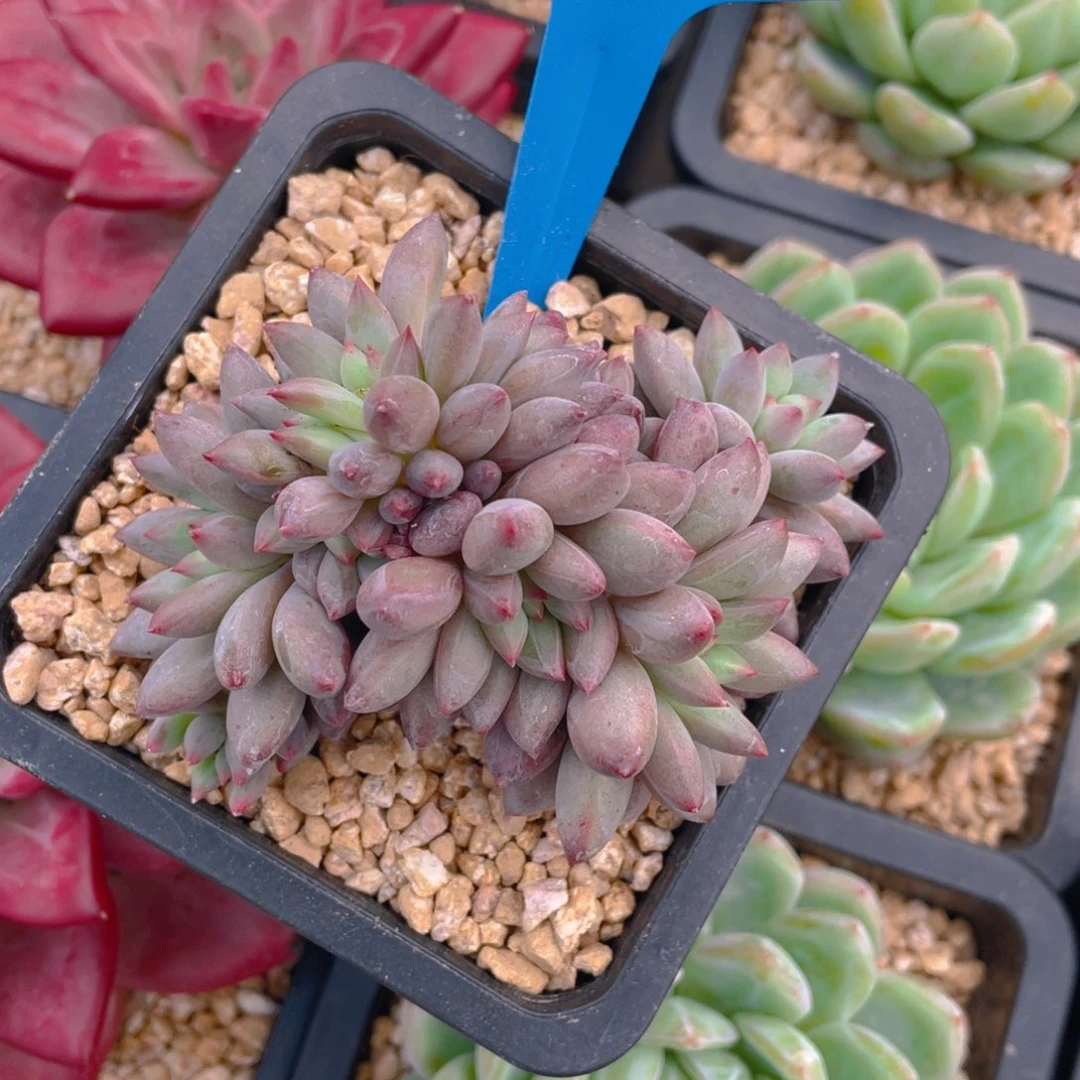 B****0709-2-虞美人福利一颗