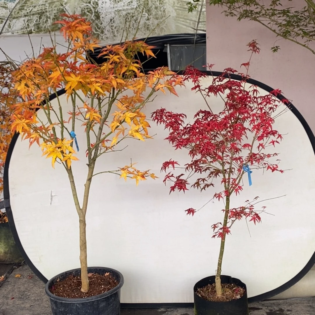 M***2无花朵秋华乙女樱直播间一物一拍