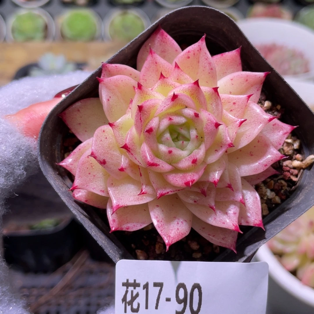 花利美17-90麦秆单头