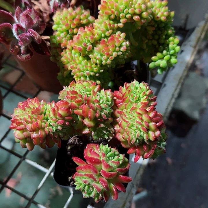 春梦缀化火焰抵押缀化