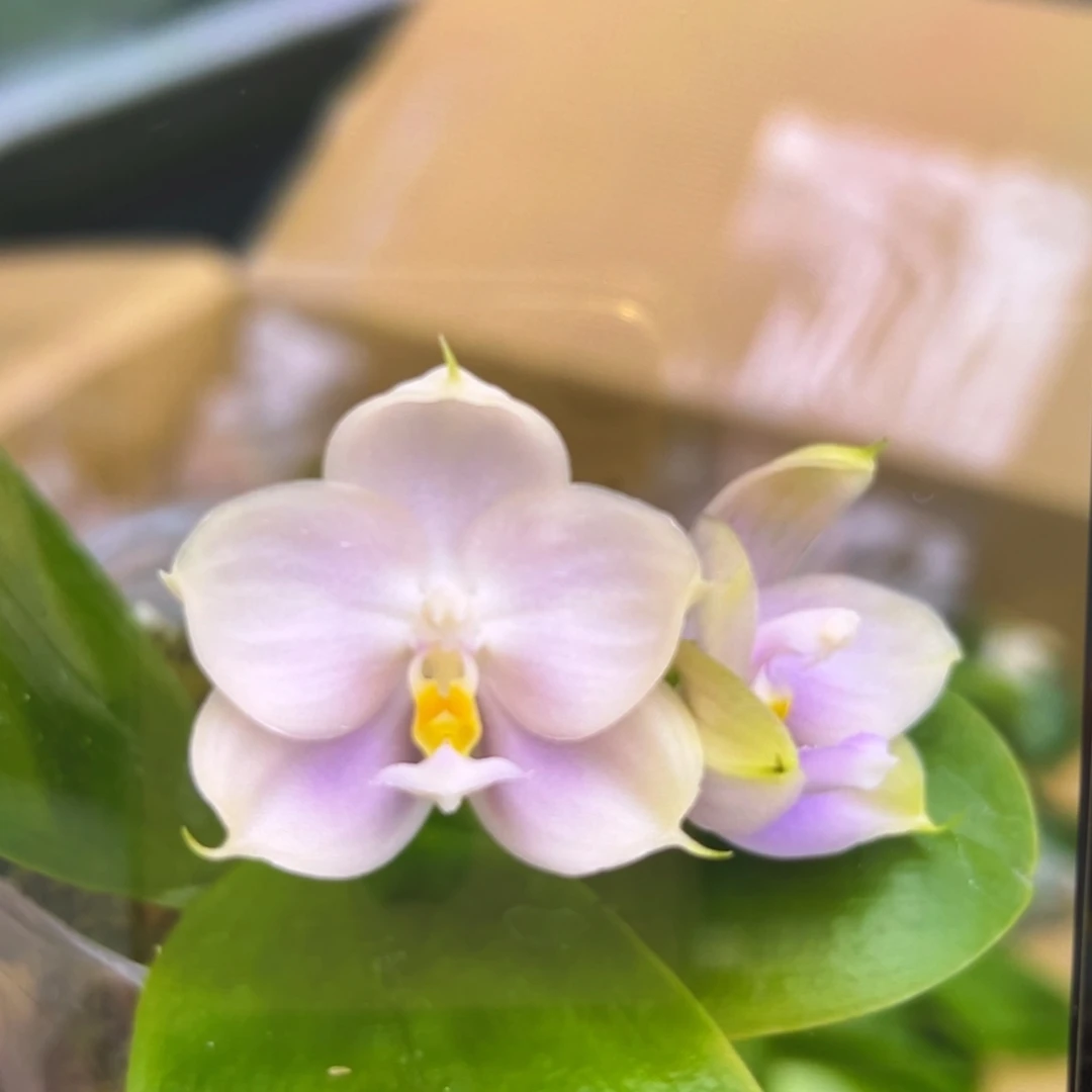 无花朵2.5寸紫珍珠苗