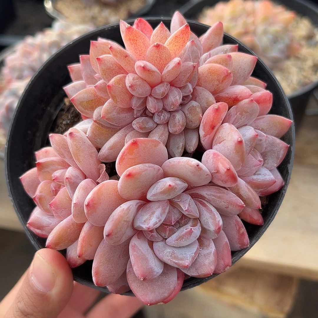 雪天使缀哈哈哈哈哈