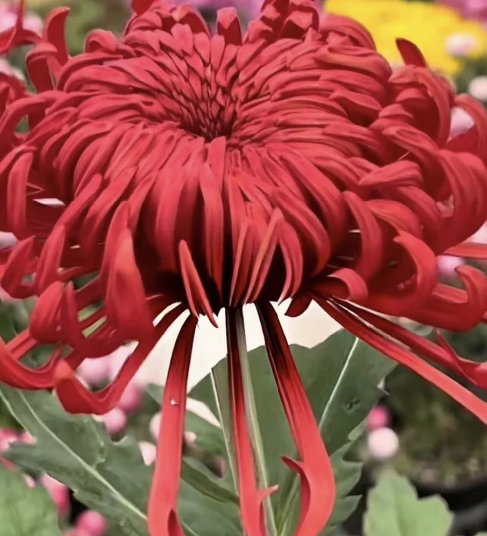 （盘龙圣火）大花型 带花苞 原土原球 基地直销 发货包对