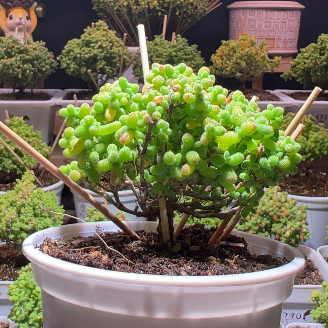 640金桔带盆土发货一物一拍