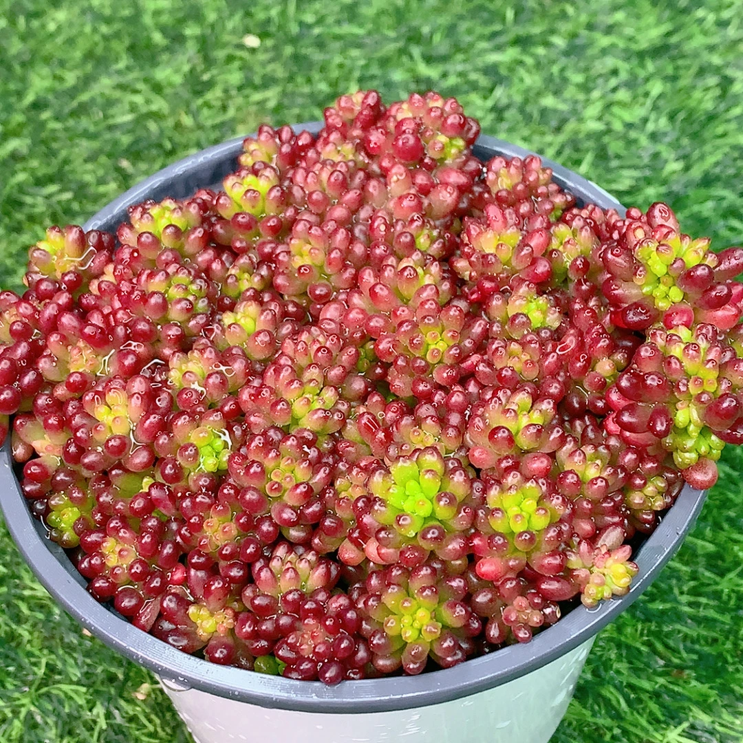 红浆果多肉精品多肉植物盆栽阳台好养花卉一单包邮