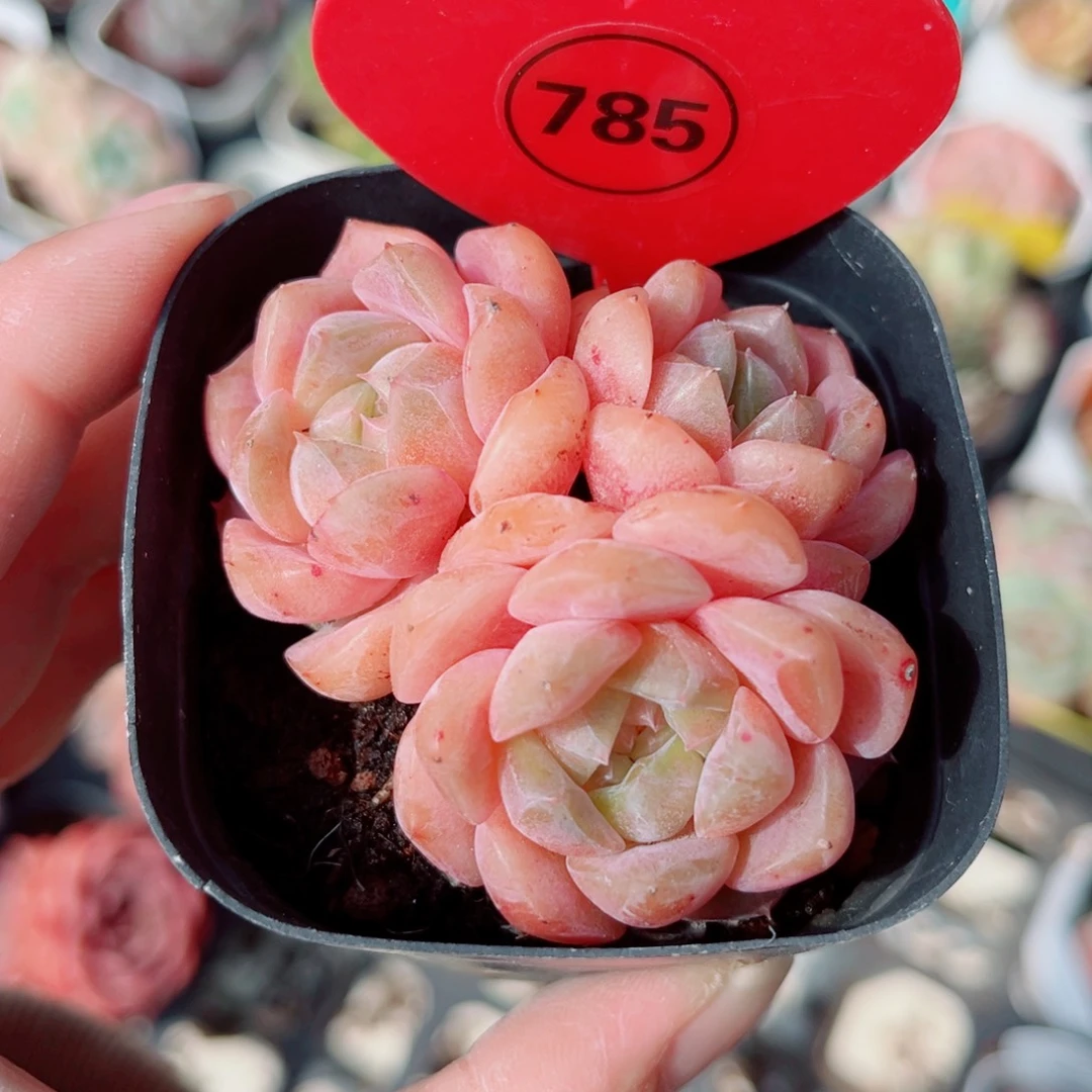 785号小老桩糖心群