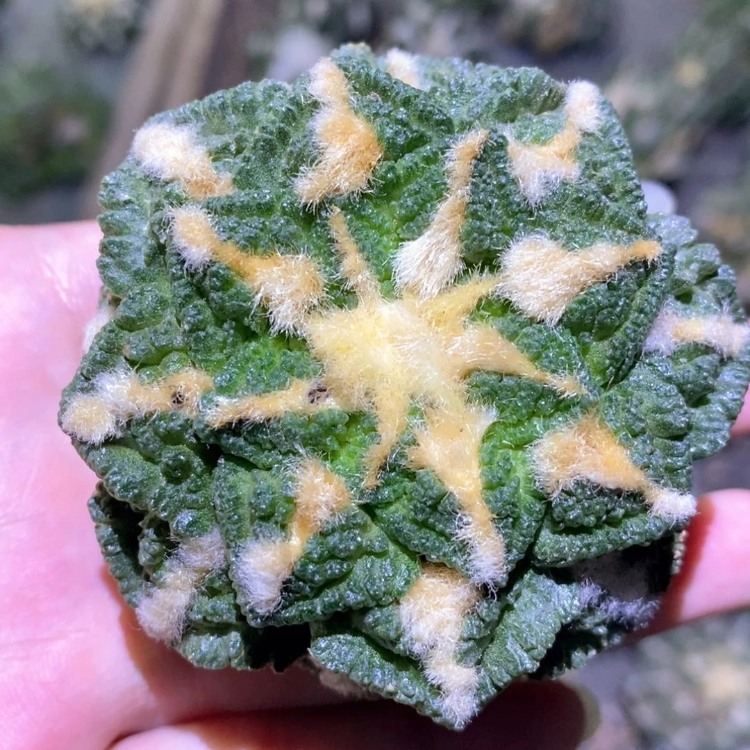 无花朵自根螺旋辛顿6.6cm