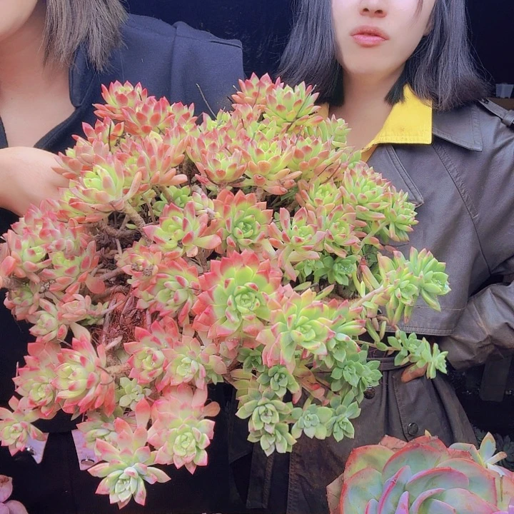 马裤斯一物一拍一物一拍