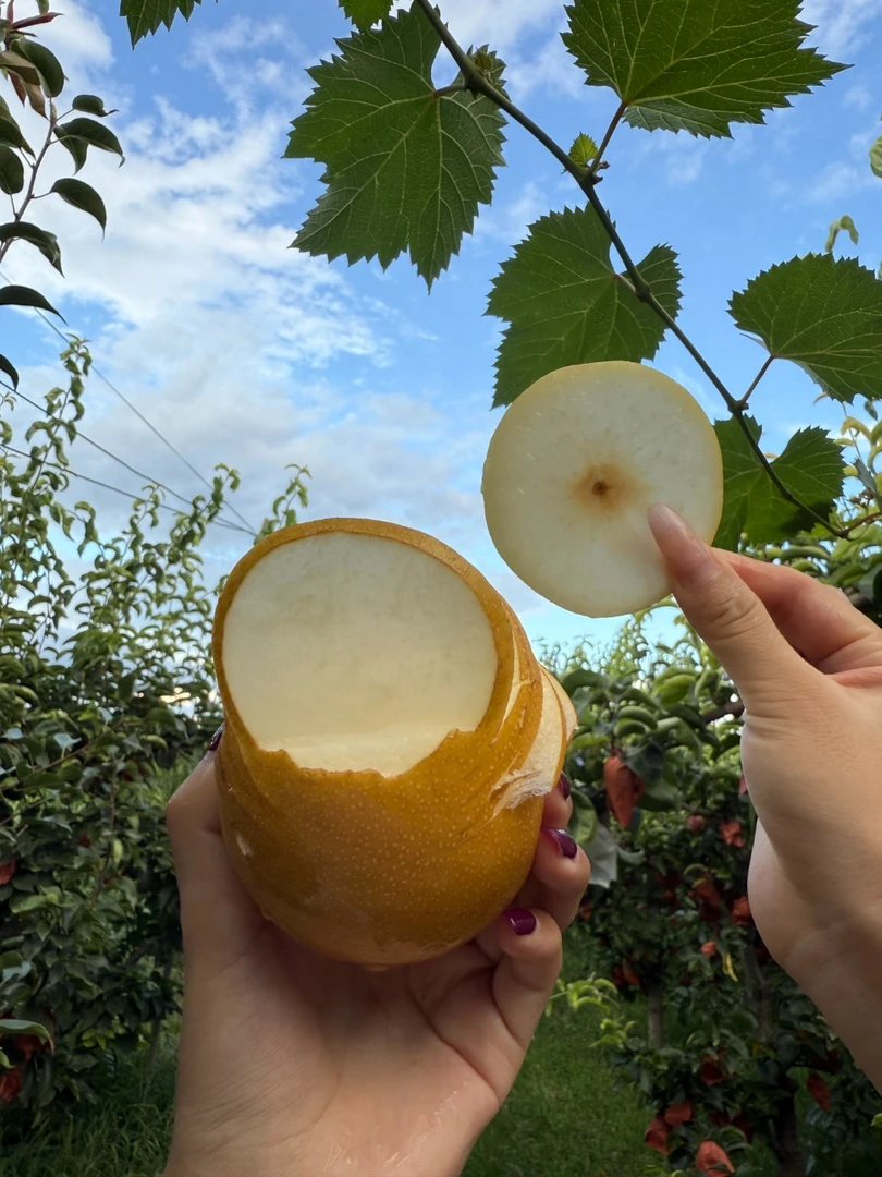 中通包邮，（新疆不发）圆黄梨，酥脆无渣，汁多蜜甜，口感超级好！