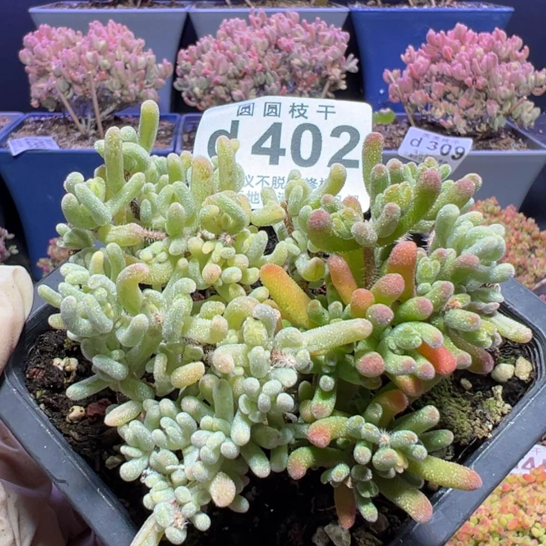 【闪购商品】d402橙叶阴阳锦枝干番杏