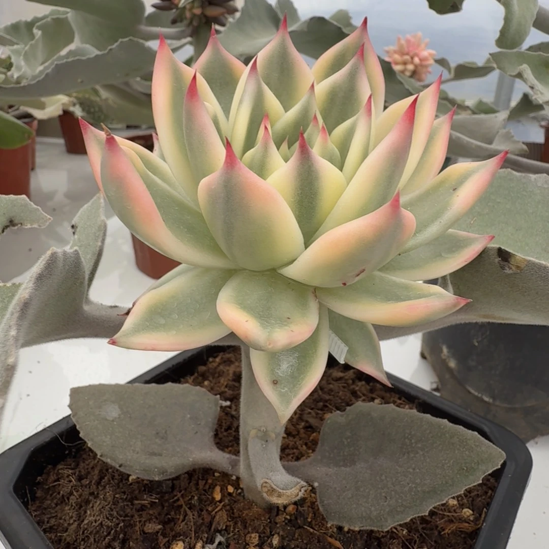 冰颜 安吉园艺锦锦