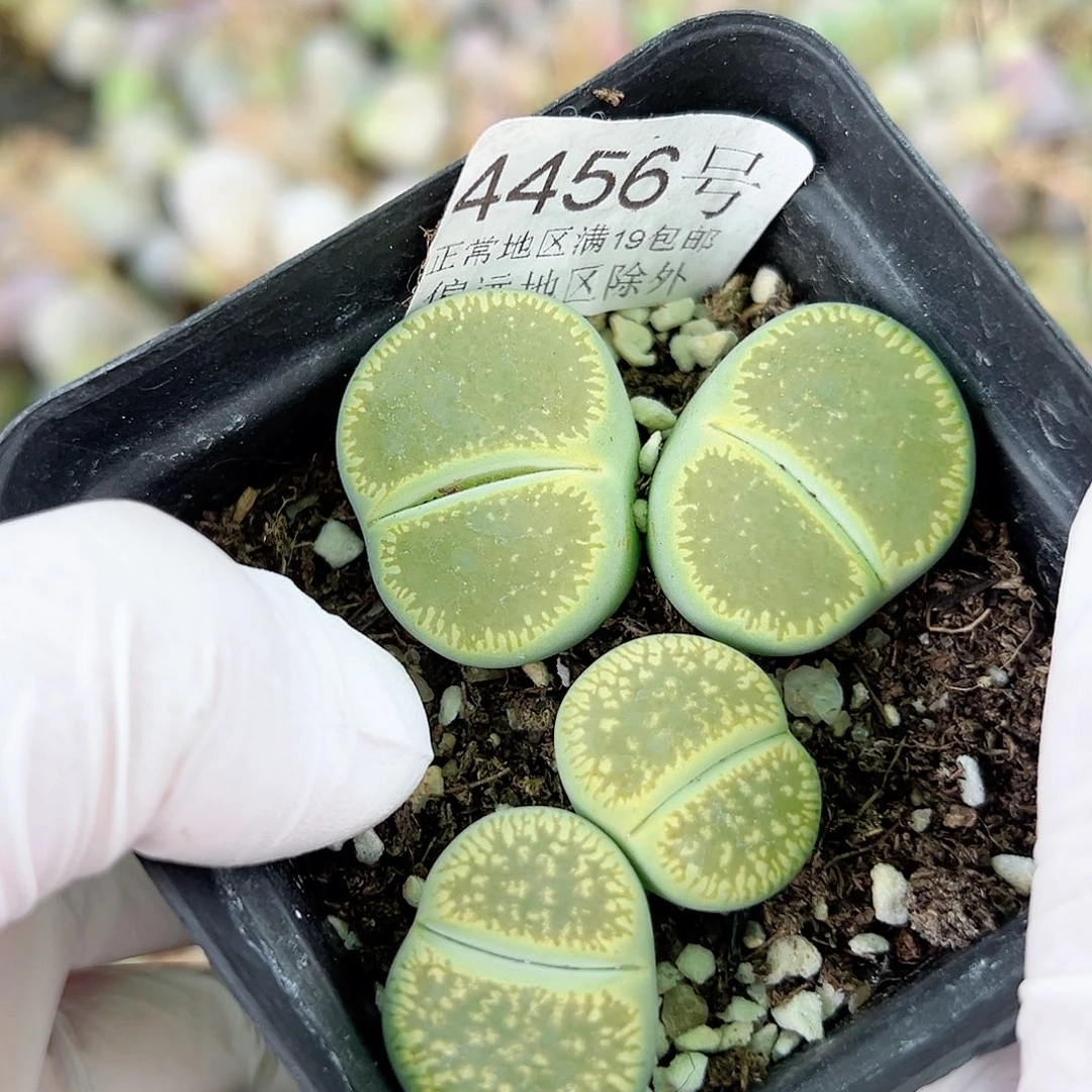 4456 好养易活生石花大母本