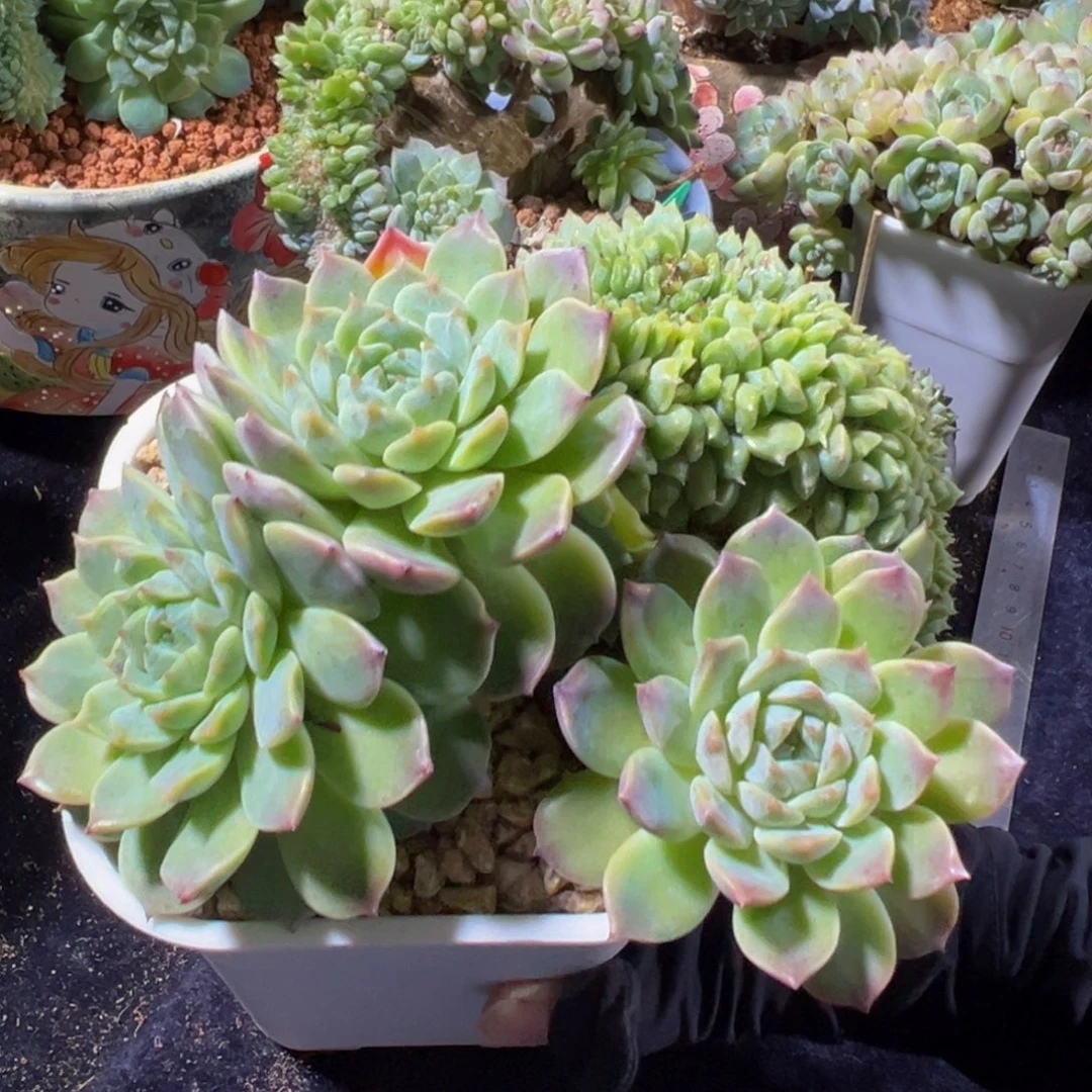 小桃花冰魄缀 天天开心