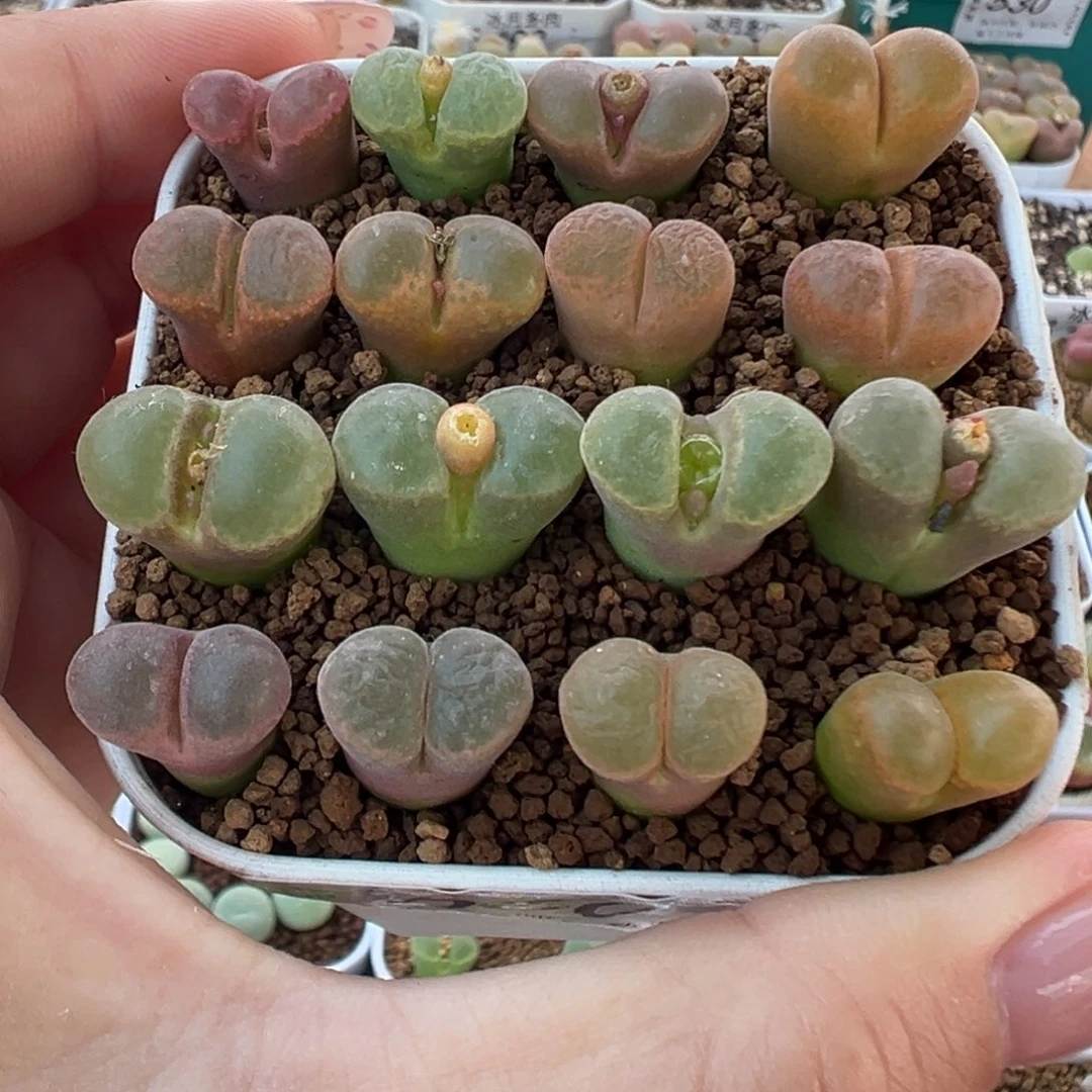 660风铃16颗裸根发货