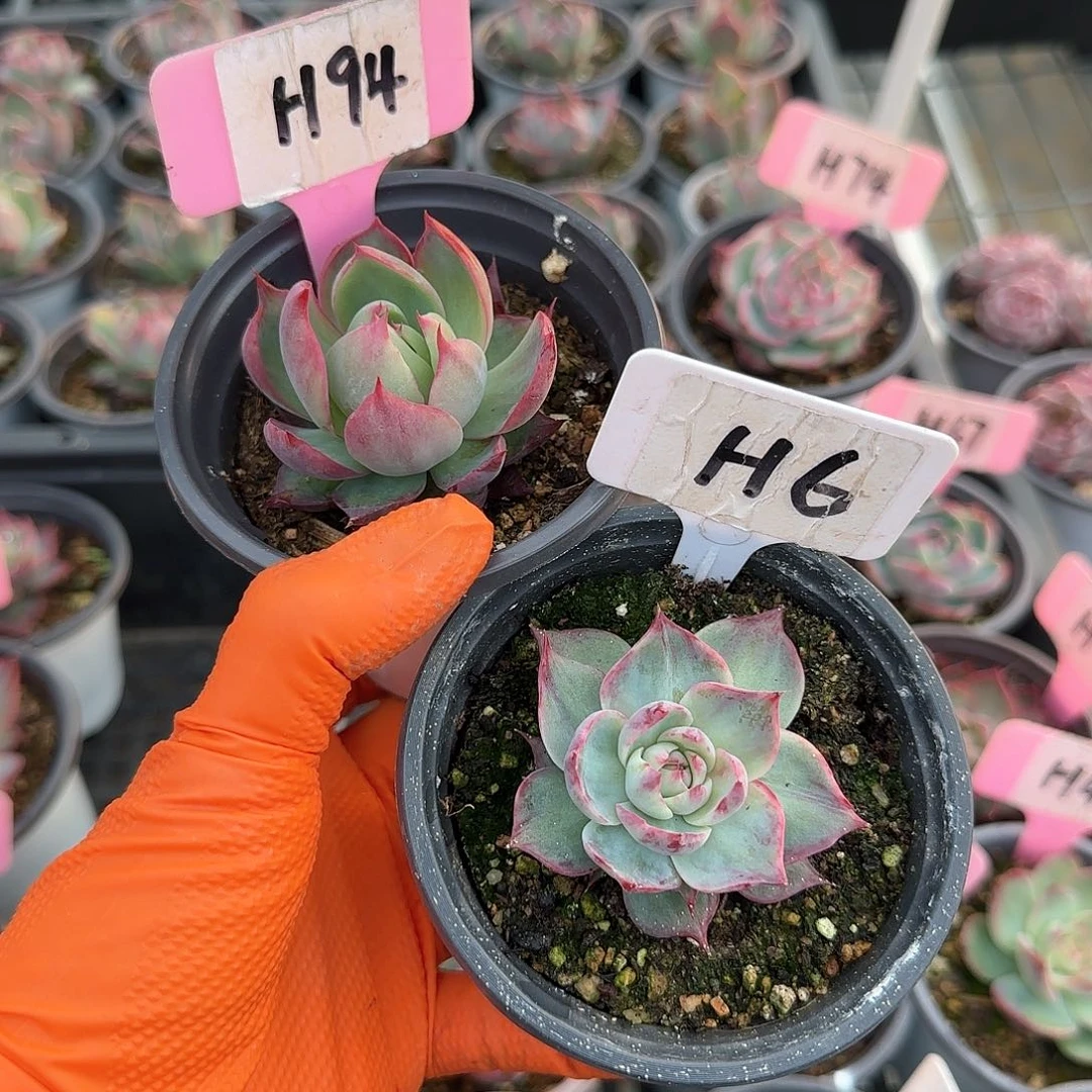 重****肉H94-6惊鸿单头多肉