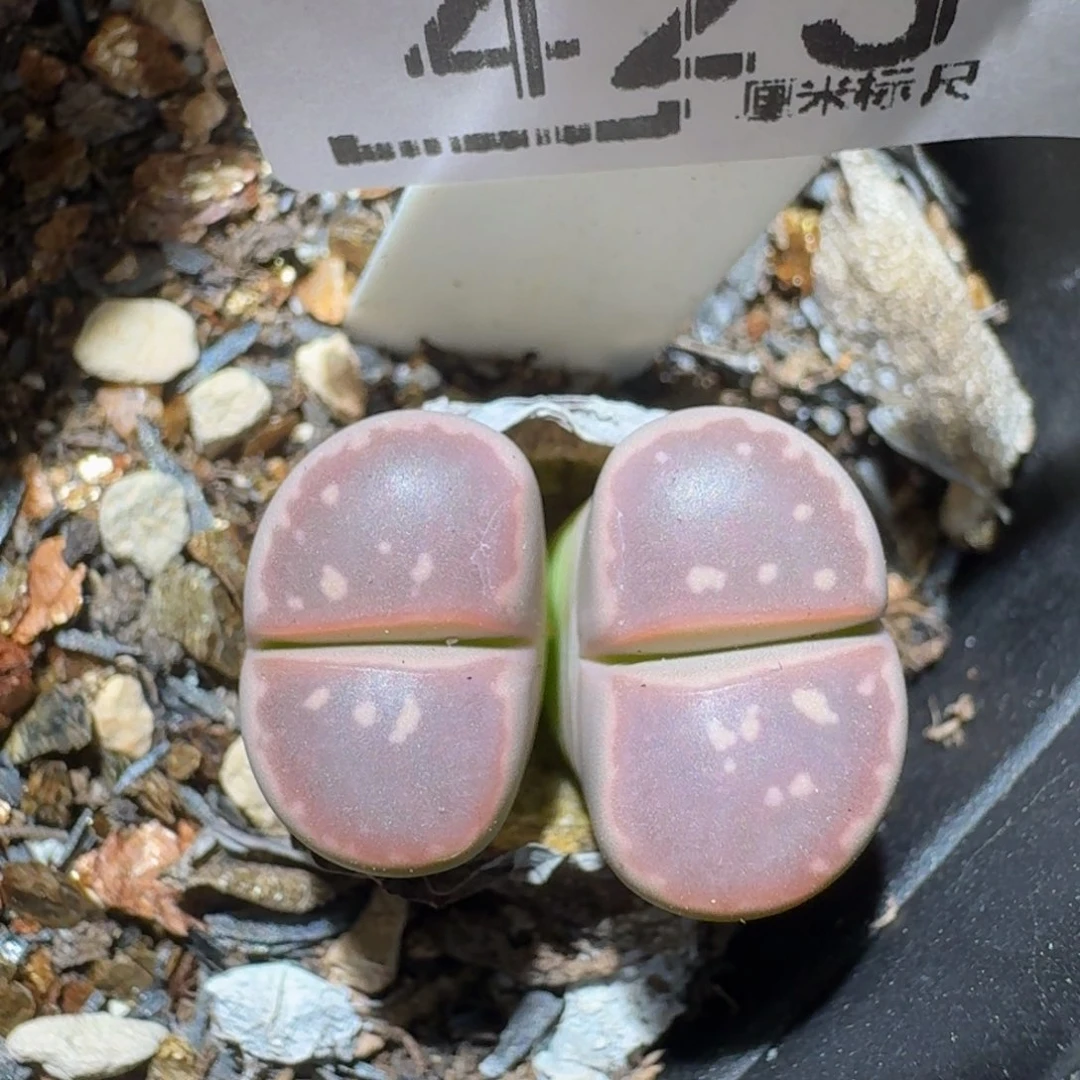 ZzzzZz生石花肉锥423