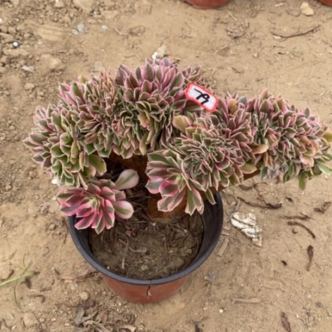 粉女巫缀一物一拍