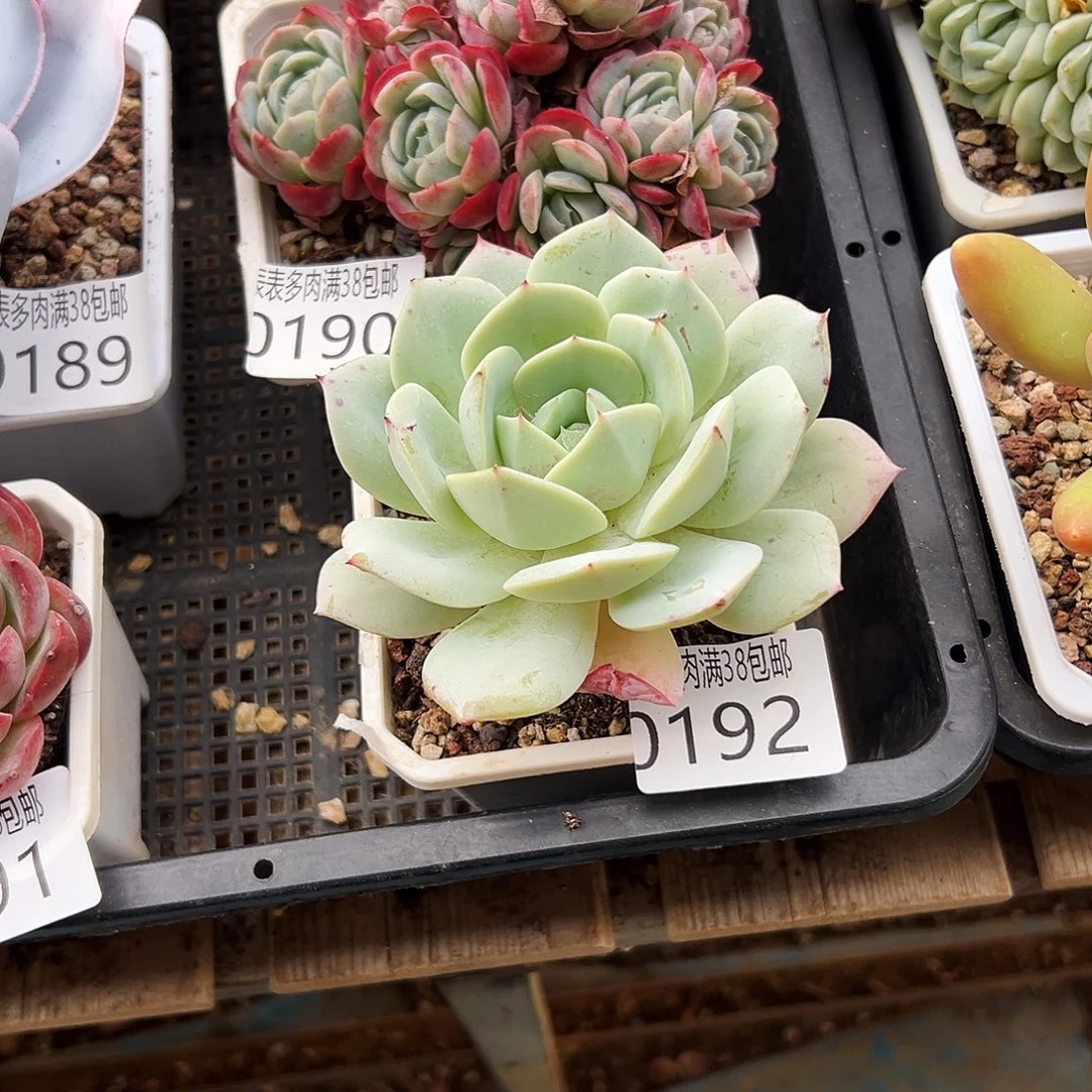 多肉一物一拍植物0192