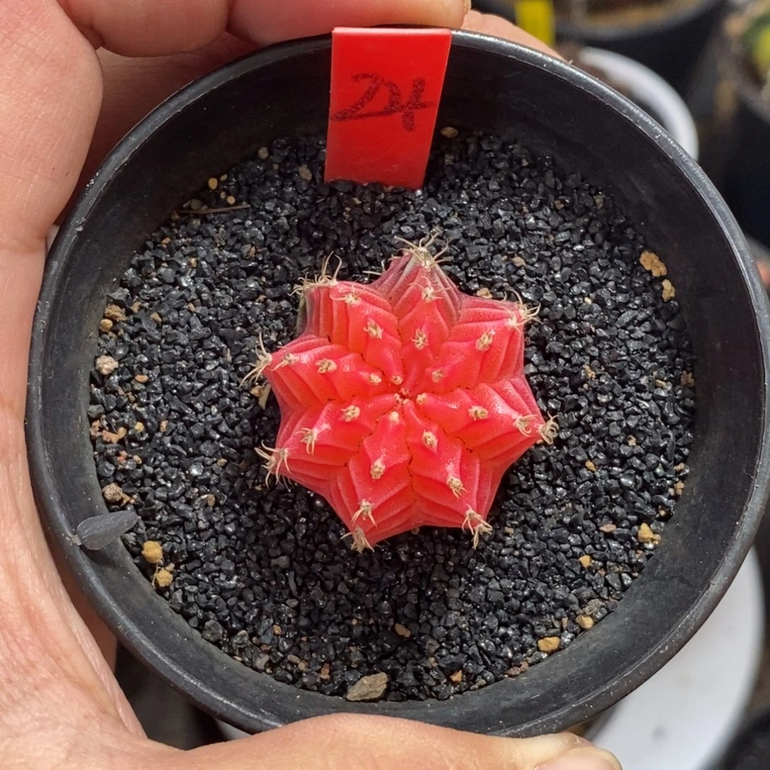 精品米哈—脱土发货20