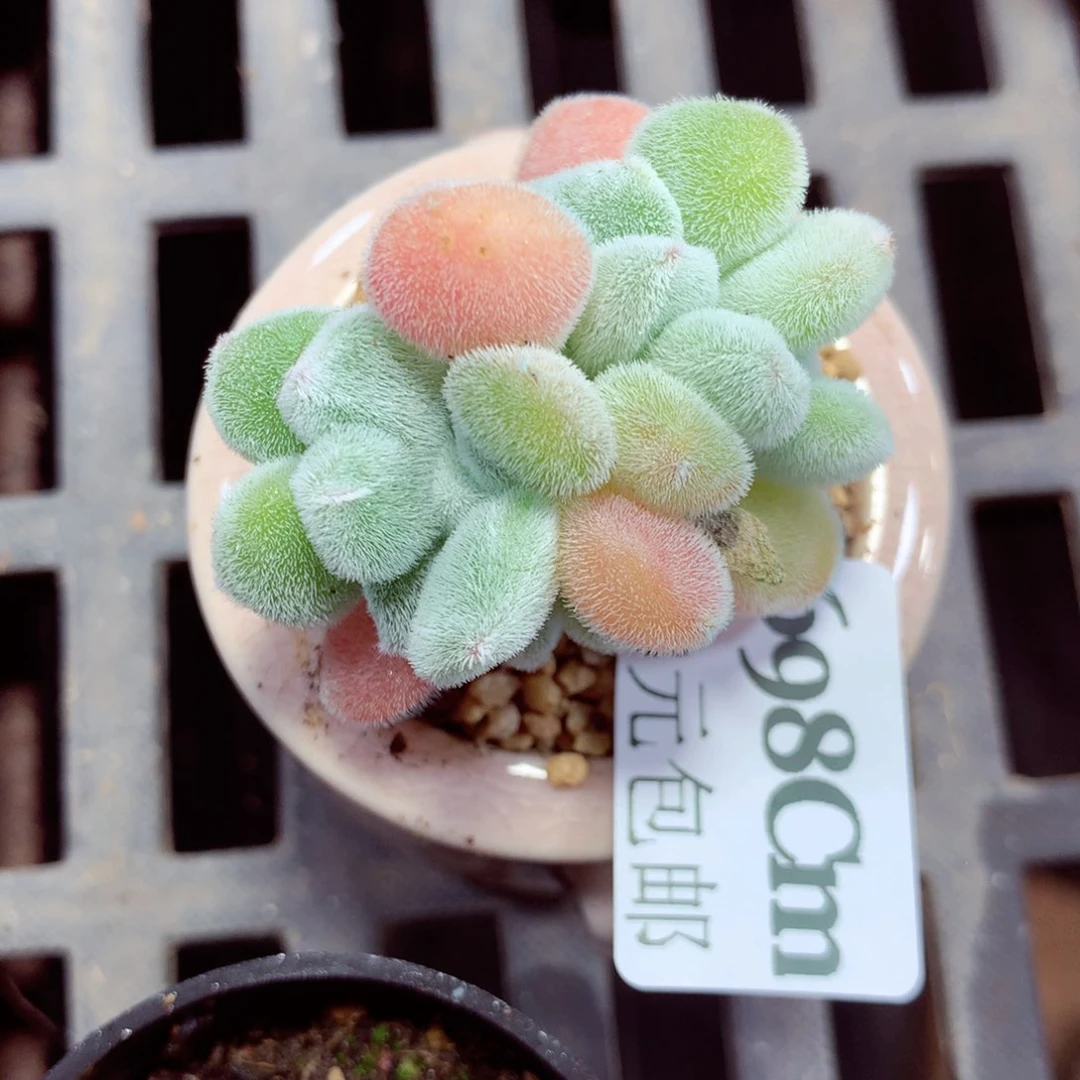 5厘米盆精控多肉698