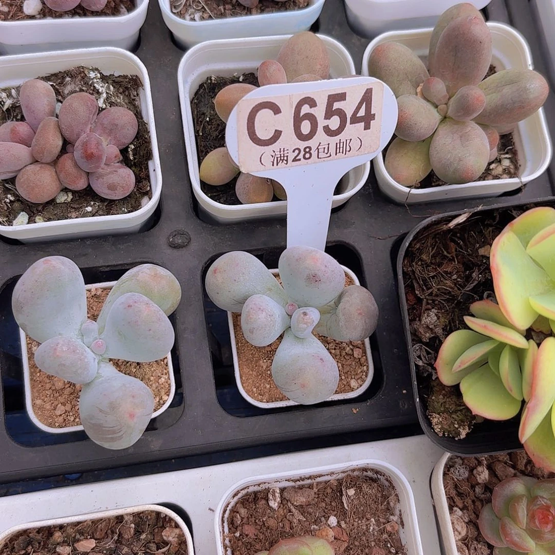 C654Mike奶一物一拍