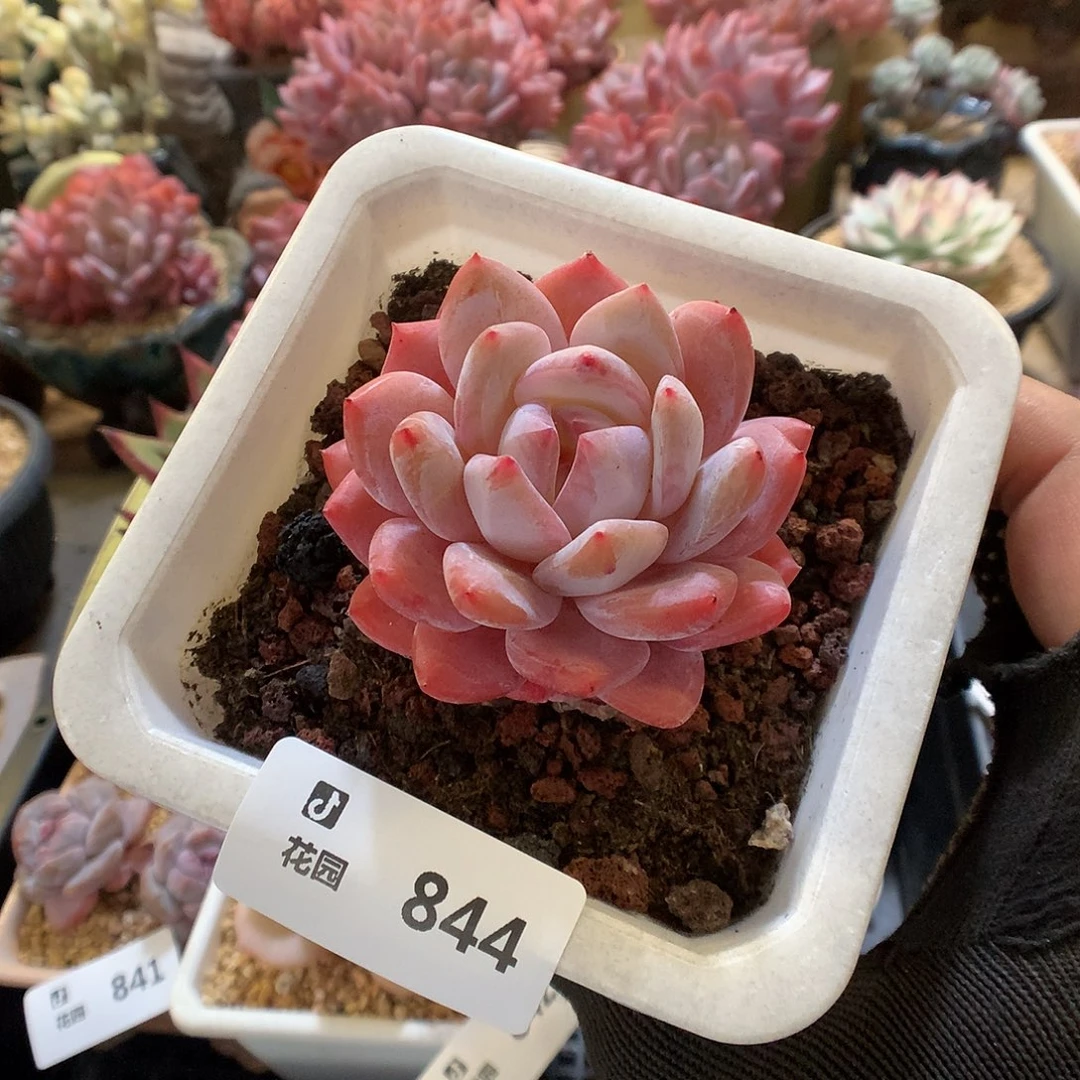 844雪天使多肉植物66666