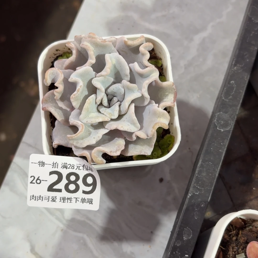 芭蕾舞者无盆土发货呀