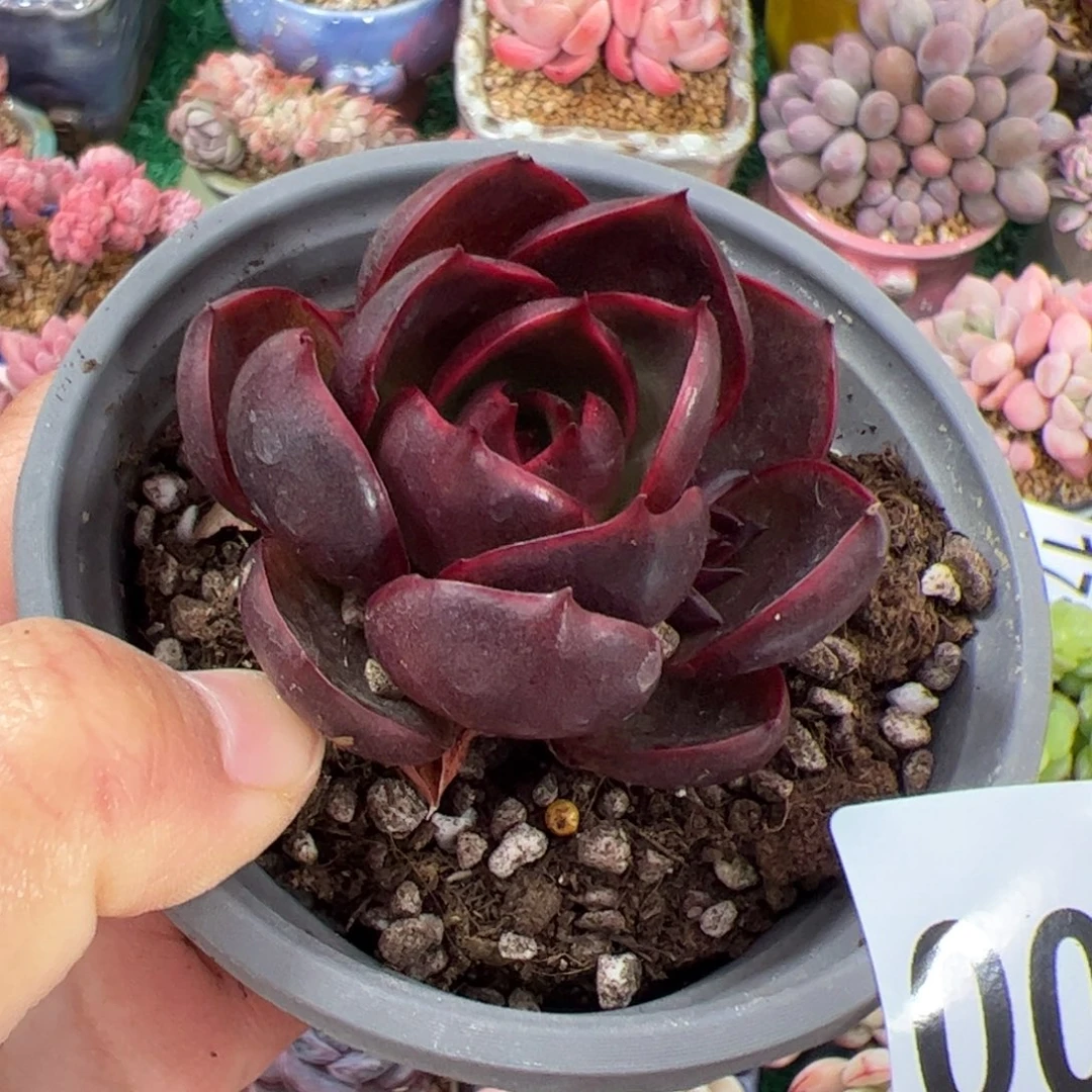 仔*400 多肉植物组合