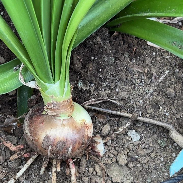 马*糖果戴斯八左右包对版