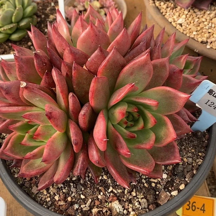 D124- 直播福利 菩萨捧花