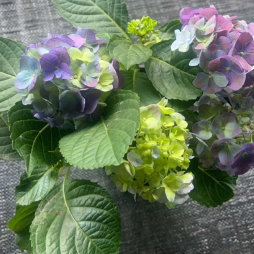 精品盆栽秀球沉香（福利）