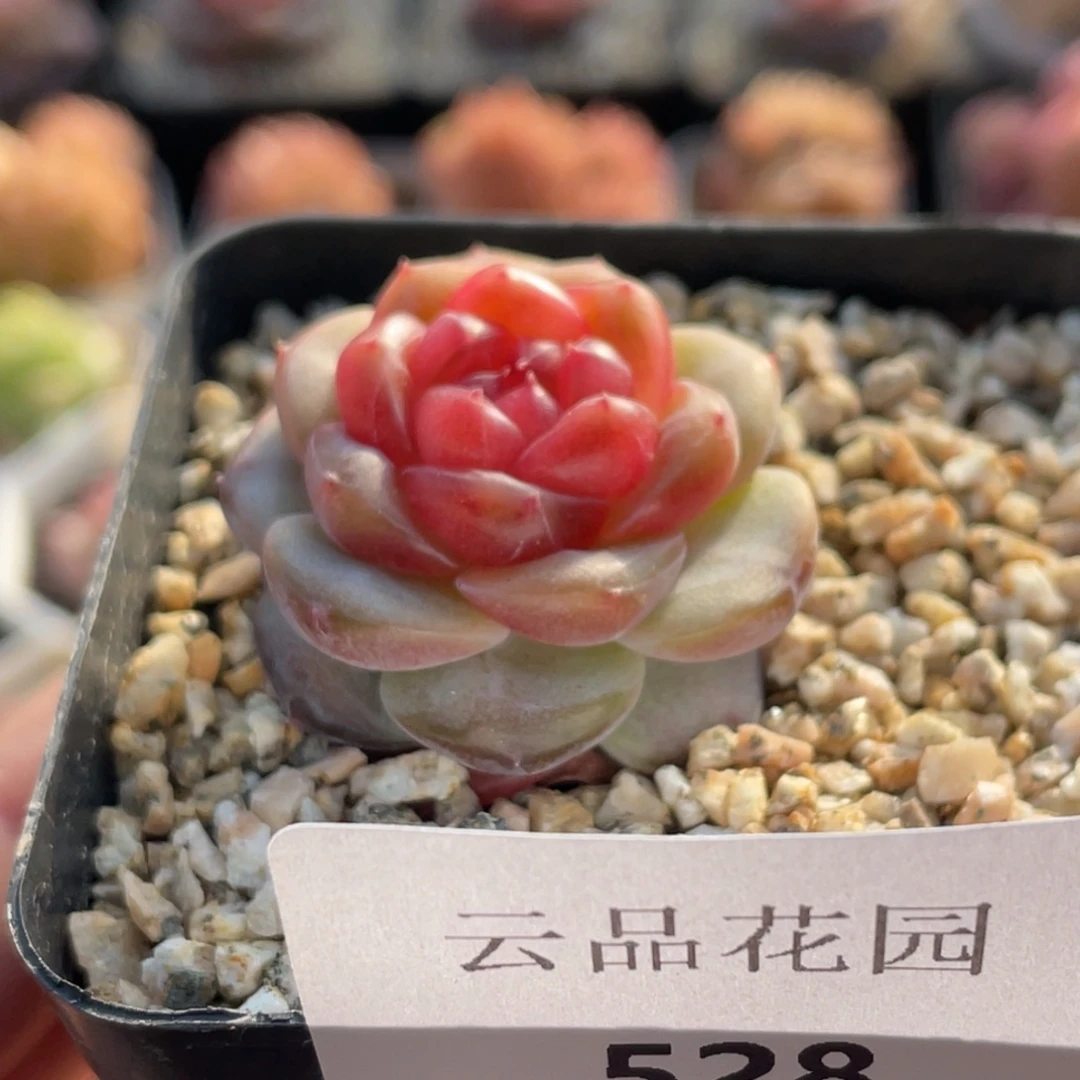 528号糖心冰心珍妮 蜜蜡