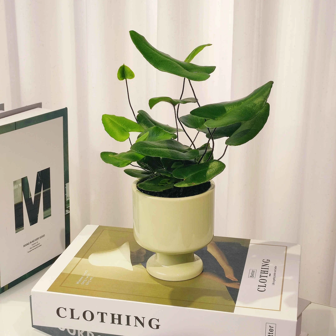 【心愿蕨】好养易活新奇植物办公桌室内桌面盆栽绿植送礼净化空气