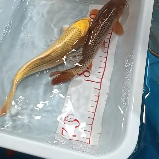 海水鱼锦鲤冷水鱼好养耐活