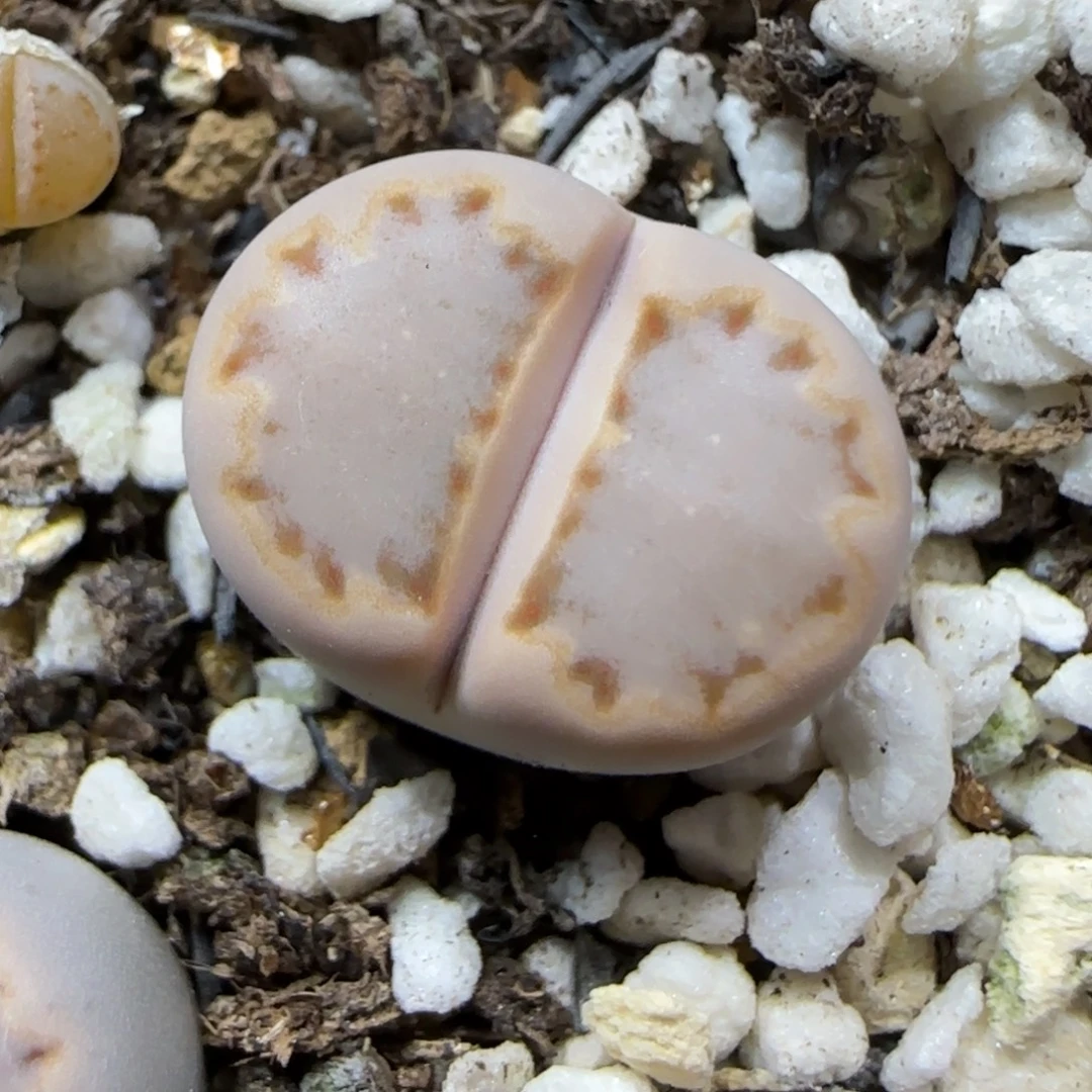 12.13.c24饼干.9014尺寸1.5cm