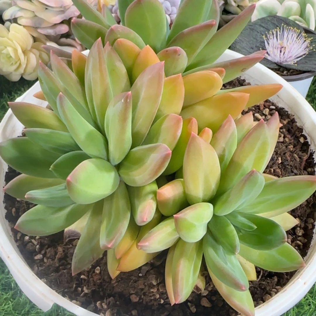 ****狼2153海洋之歌多肉植物的时候