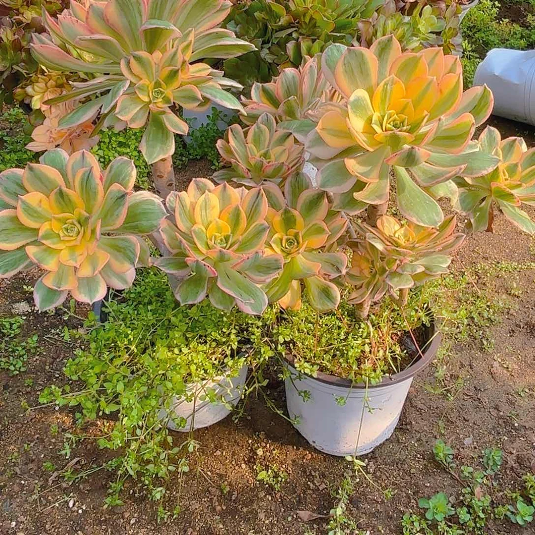 灿烂两颗多肉植物