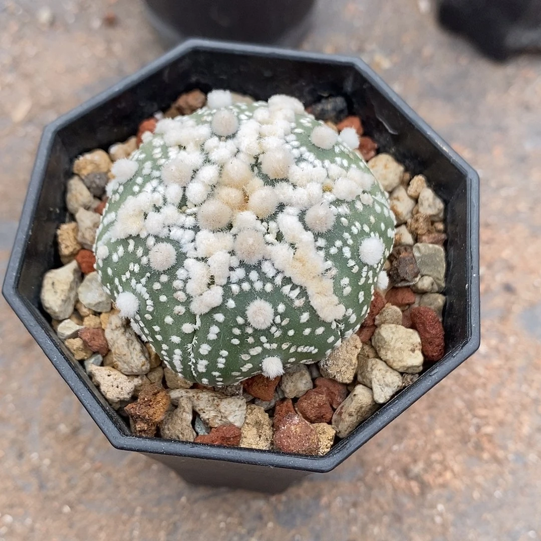 铲***官实生  花园兜4.5公分左右一物一拍