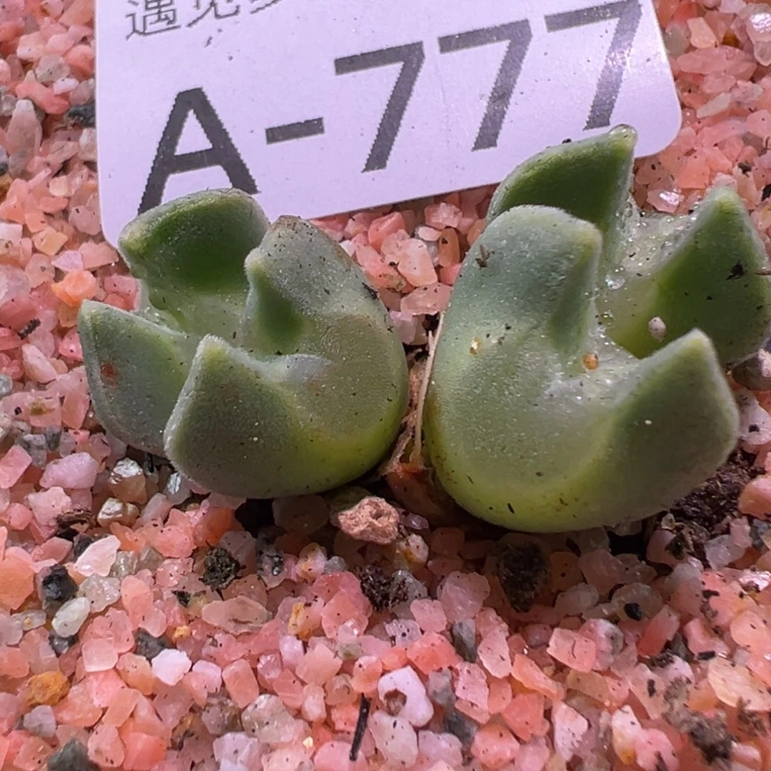 瑶****多肉植物111111111111