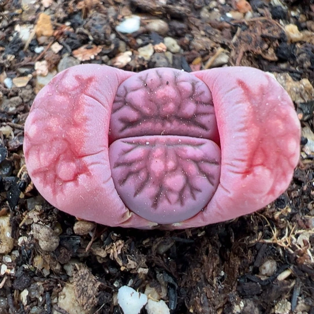 3.3好看的多肉脱土发货235