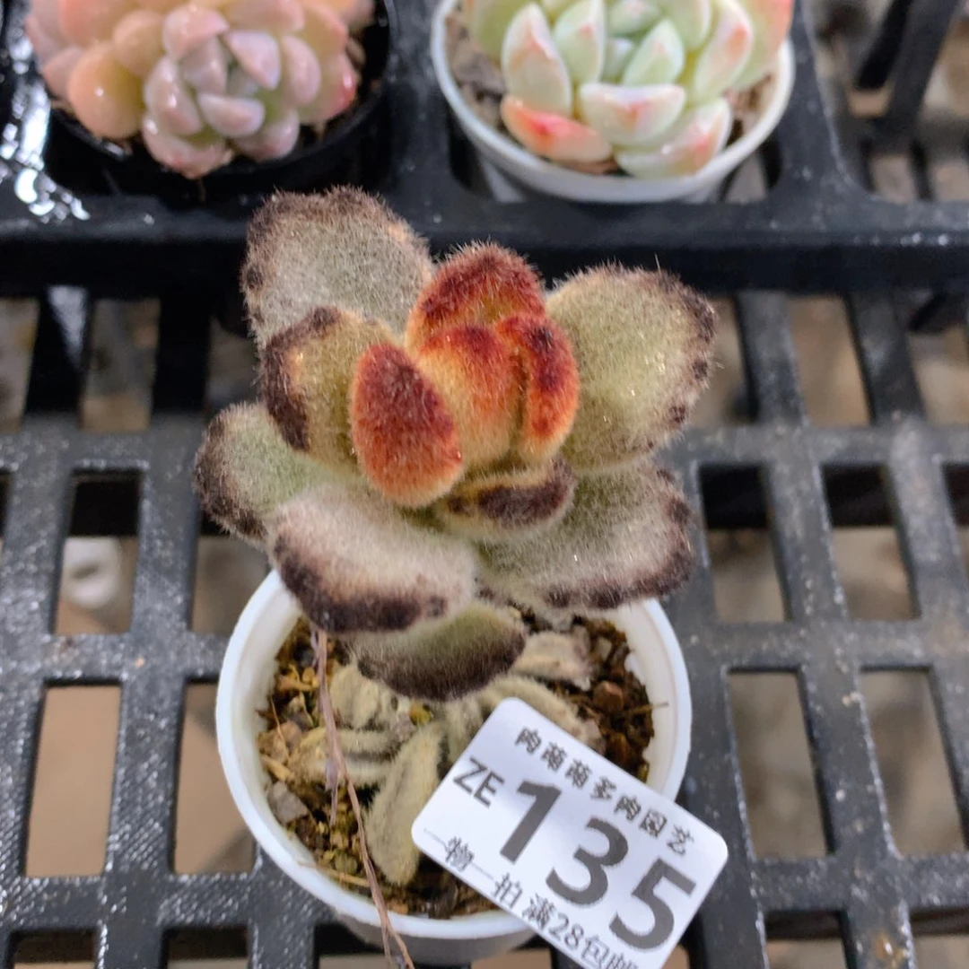 肉萌萌拇指盆精控多肉ZE135