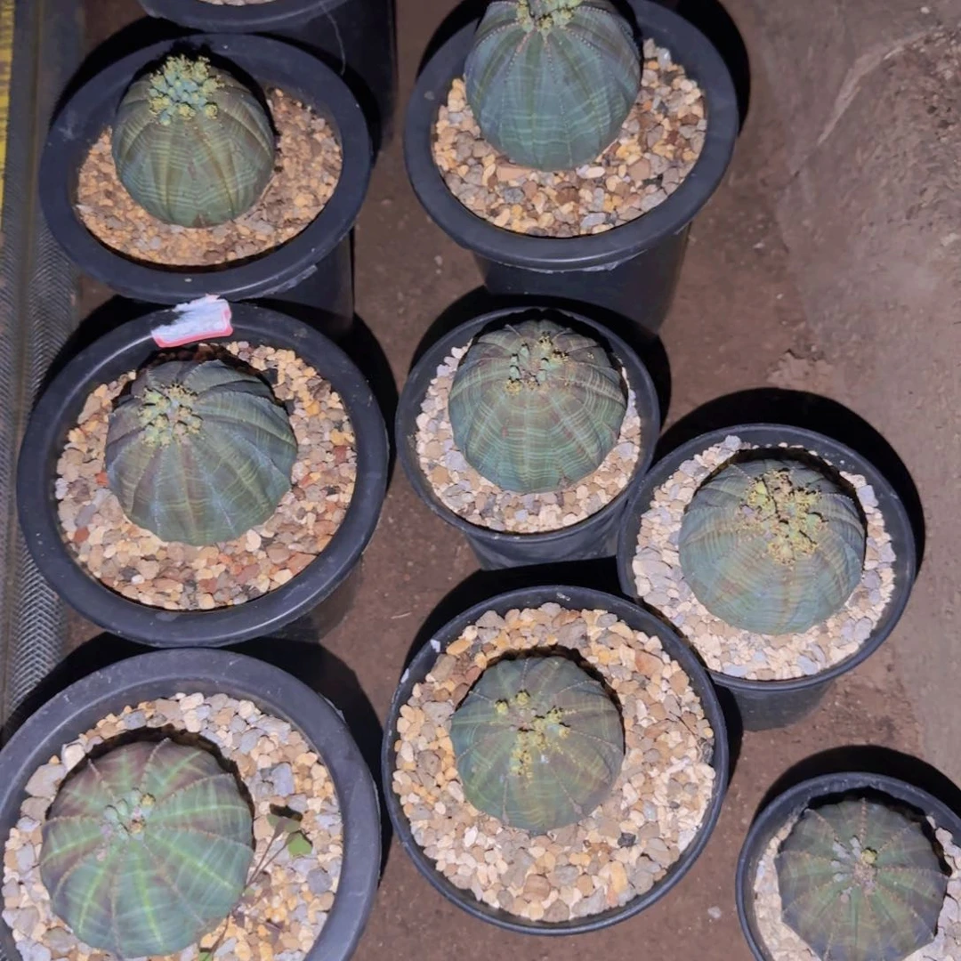 块根植物块根植物