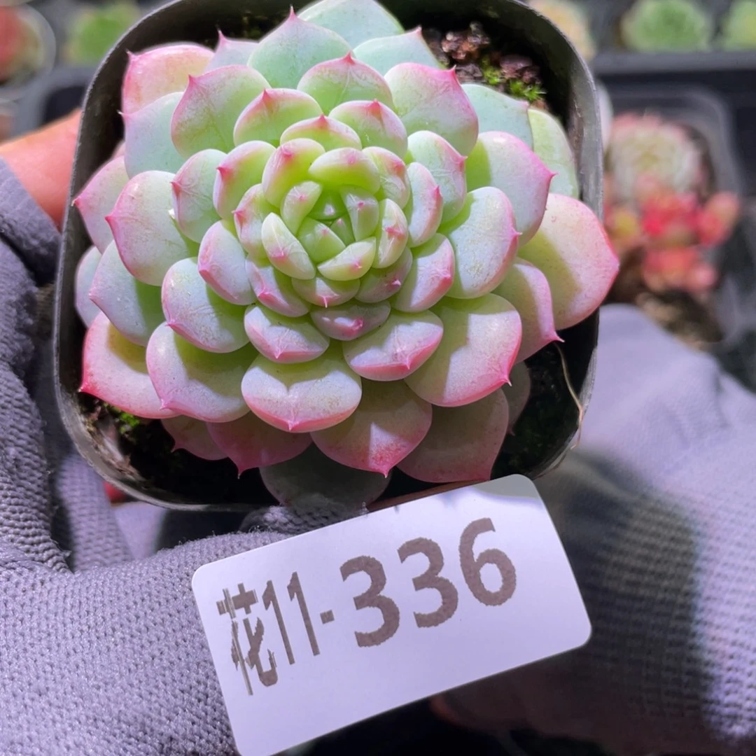 花利美11-336新品