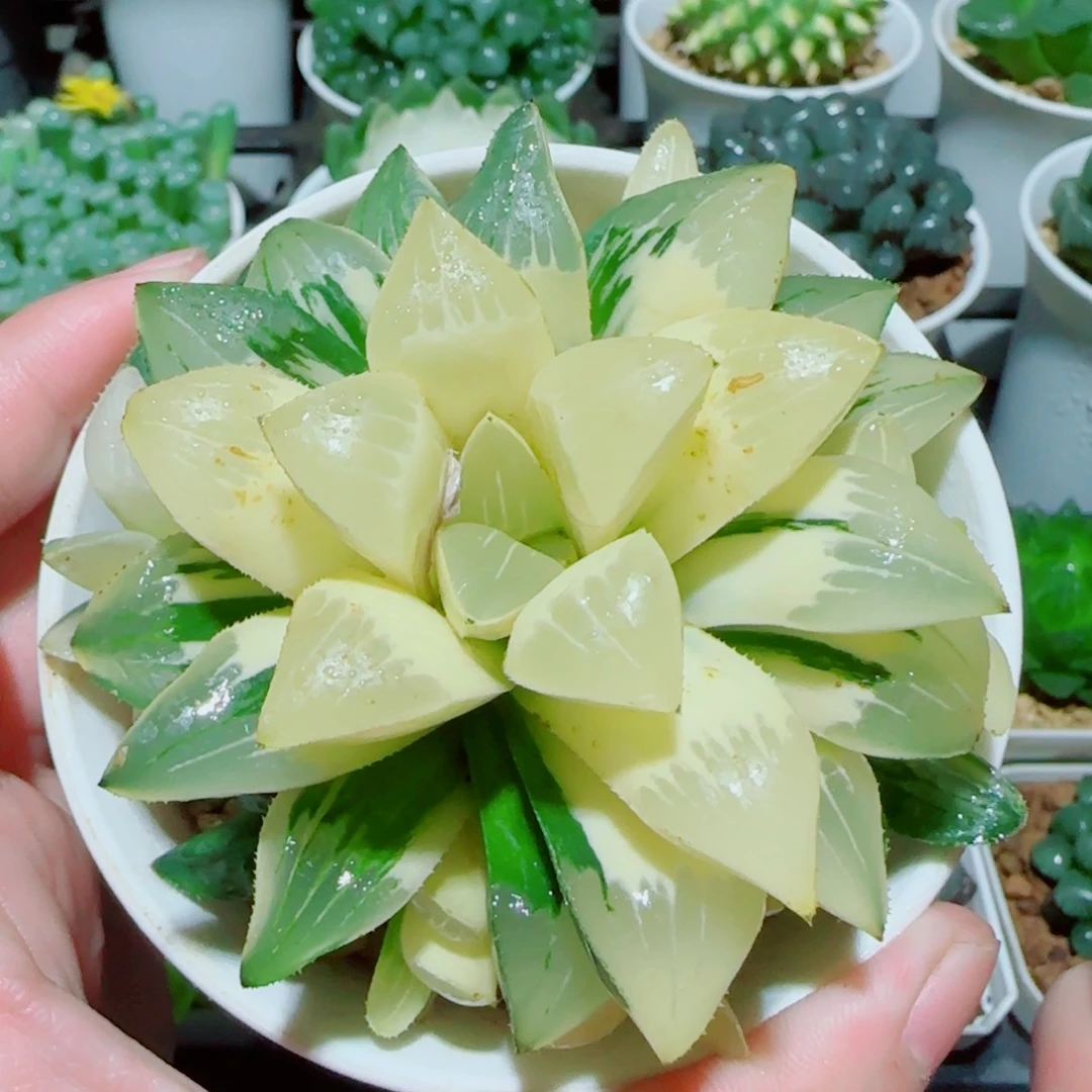 手捧花姬寿锦多肉